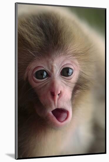 Japanese Macaque (Macaca Fuscata) One Month Old, Jigokudani, Joshinetsu Kogen Np, Nagano, Japan-Yukihiro Fukuda-Mounted Photographic Print