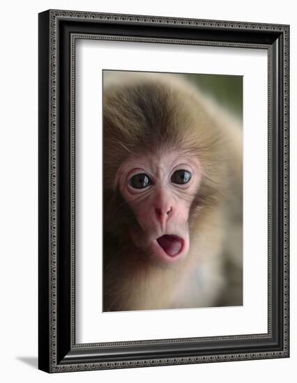 Japanese Macaque (Macaca Fuscata) One Month Old, Jigokudani, Joshinetsu Kogen Np, Nagano, Japan-Yukihiro Fukuda-Framed Photographic Print