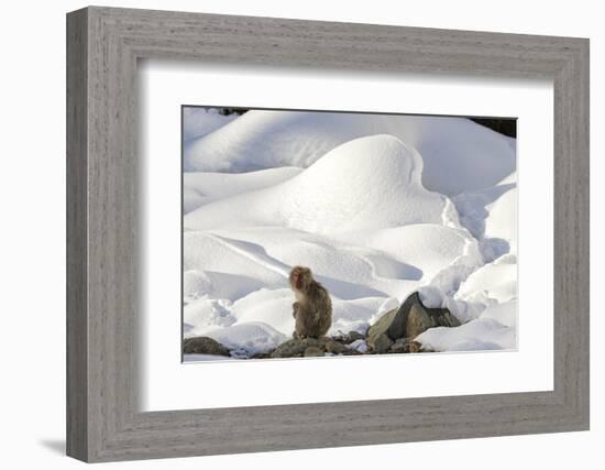 Japanese Macaque (Macaca Fuscata) Perched On The Open Warm Section Of A Rocky Hillside-Diane McAllister-Framed Photographic Print