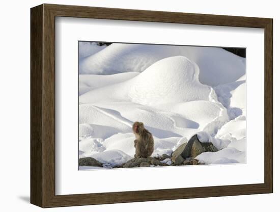 Japanese Macaque (Macaca Fuscata) Perched On The Open Warm Section Of A Rocky Hillside-Diane McAllister-Framed Photographic Print