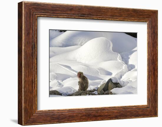 Japanese Macaque (Macaca Fuscata) Perched On The Open Warm Section Of A Rocky Hillside-Diane McAllister-Framed Photographic Print