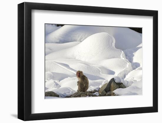 Japanese Macaque (Macaca Fuscata) Perched On The Open Warm Section Of A Rocky Hillside-Diane McAllister-Framed Photographic Print