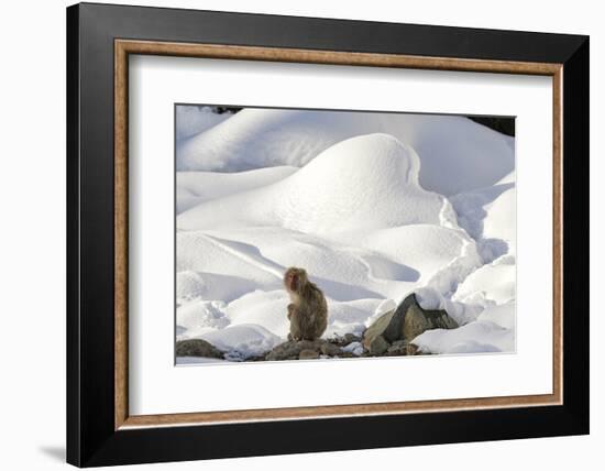 Japanese Macaque (Macaca Fuscata) Perched On The Open Warm Section Of A Rocky Hillside-Diane McAllister-Framed Photographic Print