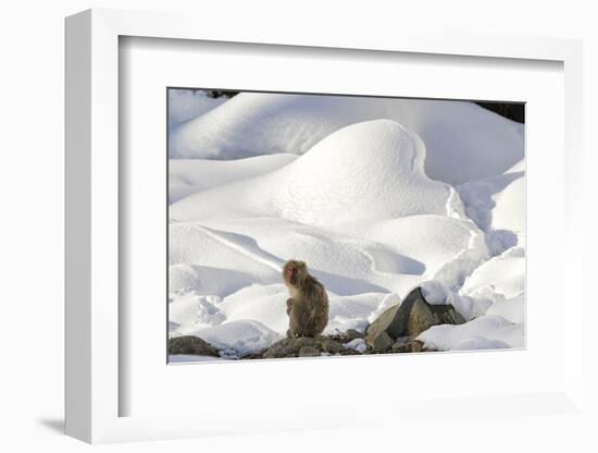 Japanese Macaque (Macaca Fuscata) Perched On The Open Warm Section Of A Rocky Hillside-Diane McAllister-Framed Photographic Print