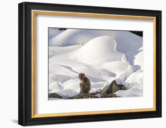 Japanese Macaque (Macaca Fuscata) Perched On The Open Warm Section Of A Rocky Hillside-Diane McAllister-Framed Photographic Print