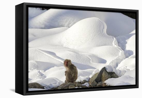 Japanese Macaque (Macaca Fuscata) Perched On The Open Warm Section Of A Rocky Hillside-Diane McAllister-Framed Premier Image Canvas