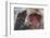 Japanese Macaque (Macaca Fuscata) Sleeping at Hot Spring in Jigokudani-Mark Macewen-Framed Photographic Print