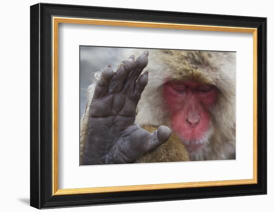 Japanese Macaque (Macaca Fuscata) Sleeping at Hot Spring in Jigokudani-Mark Macewen-Framed Photographic Print