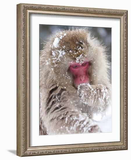 Japanese Macaque (Macaca Fuscata)/ Snow Monkey, Joshin-Etsu National Park, Honshu, Japan-Peter Adams-Framed Photographic Print