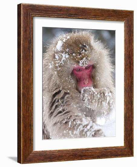 Japanese Macaque (Macaca Fuscata)/ Snow Monkey, Joshin-Etsu National Park, Honshu, Japan-Peter Adams-Framed Photographic Print