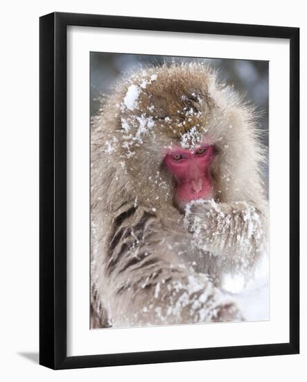 Japanese Macaque (Macaca Fuscata)/ Snow Monkey, Joshin-Etsu National Park, Honshu, Japan-Peter Adams-Framed Photographic Print