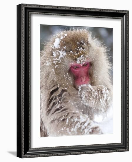 Japanese Macaque (Macaca Fuscata)/ Snow Monkey, Joshin-Etsu National Park, Honshu, Japan-Peter Adams-Framed Photographic Print