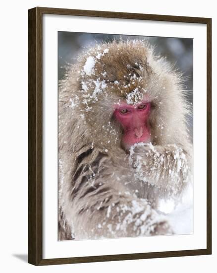 Japanese Macaque (Macaca Fuscata)/ Snow Monkey, Joshin-Etsu National Park, Honshu, Japan-Peter Adams-Framed Photographic Print