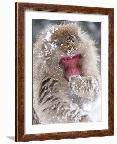 Japanese Macaque (Macaca Fuscata)/ Snow Monkey, Joshin-Etsu National Park, Honshu, Japan-Peter Adams-Framed Photographic Print