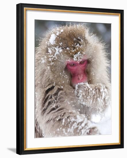 Japanese Macaque (Macaca Fuscata)/ Snow Monkey, Joshin-Etsu National Park, Honshu, Japan-Peter Adams-Framed Photographic Print