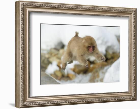 Japanese Macaque (Macaca Fuscata) Youngster Jumping over Small Stream, Jigokudani, Nagano, Japan-Wim van den Heever-Framed Photographic Print