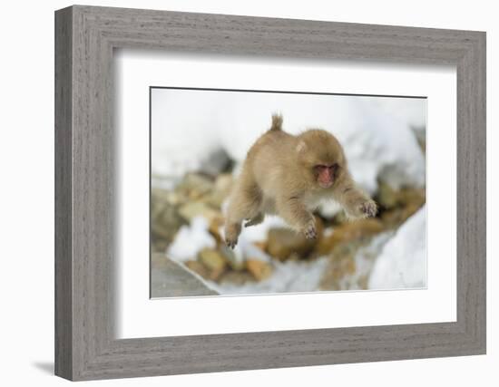 Japanese Macaque (Macaca Fuscata) Youngster Jumping over Small Stream, Jigokudani, Nagano, Japan-Wim van den Heever-Framed Photographic Print