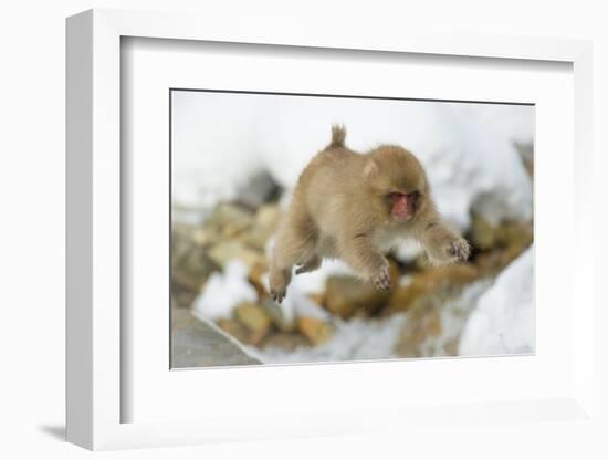 Japanese Macaque (Macaca Fuscata) Youngster Jumping over Small Stream, Jigokudani, Nagano, Japan-Wim van den Heever-Framed Photographic Print