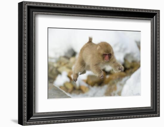 Japanese Macaque (Macaca Fuscata) Youngster Jumping over Small Stream, Jigokudani, Nagano, Japan-Wim van den Heever-Framed Photographic Print