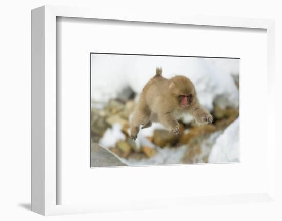 Japanese Macaque (Macaca Fuscata) Youngster Jumping over Small Stream, Jigokudani, Nagano, Japan-Wim van den Heever-Framed Photographic Print