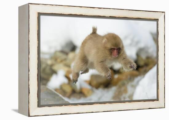 Japanese Macaque (Macaca Fuscata) Youngster Jumping over Small Stream, Jigokudani, Nagano, Japan-Wim van den Heever-Framed Premier Image Canvas