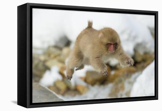 Japanese Macaque (Macaca Fuscata) Youngster Jumping over Small Stream, Jigokudani, Nagano, Japan-Wim van den Heever-Framed Premier Image Canvas