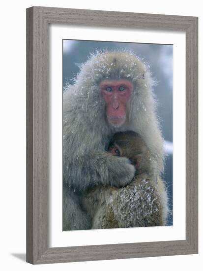 Japanese Macaque Monkey Mother and Baby-null-Framed Photographic Print