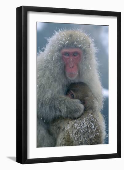 Japanese Macaque Monkey Mother and Baby-null-Framed Photographic Print