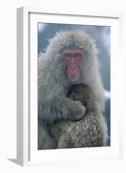 Japanese Macaque Monkey Mother and Baby-null-Framed Photographic Print