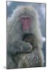 Japanese Macaque Monkey Mother and Baby-null-Mounted Photographic Print