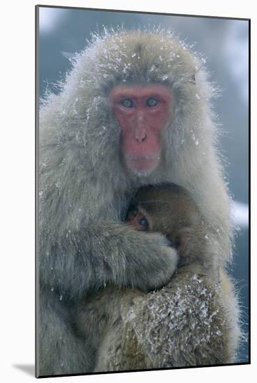 Japanese Macaque Monkey Mother and Baby-null-Mounted Photographic Print