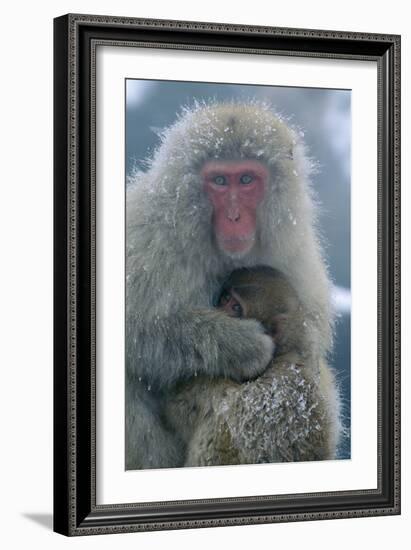 Japanese Macaque Monkey Mother and Baby-null-Framed Photographic Print