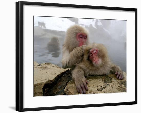 Japanese Macaque Monkeys Groom Each Other-Shuji Kajiyama-Framed Photographic Print