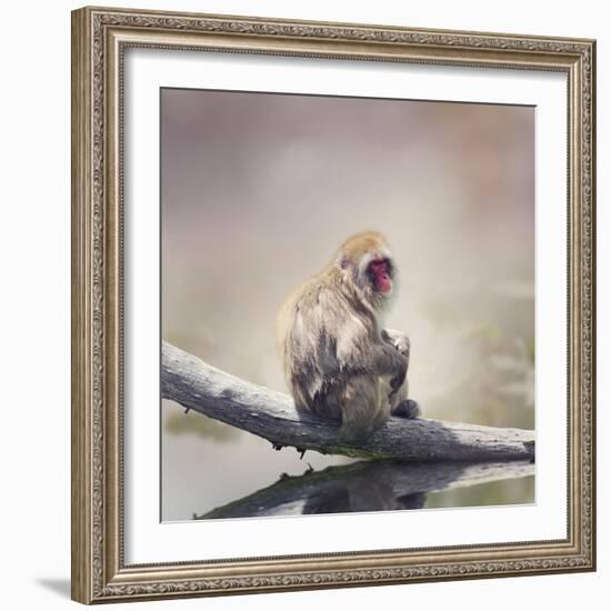 Japanese Macaque on a Log-Svetlana Foote-Framed Photographic Print