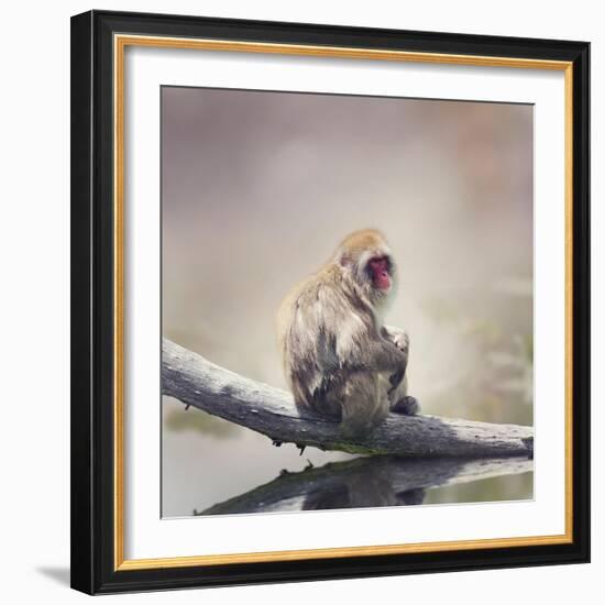 Japanese Macaque on a Log-Svetlana Foote-Framed Photographic Print