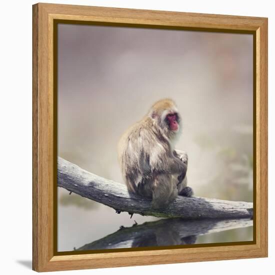 Japanese Macaque on a Log-Svetlana Foote-Framed Premier Image Canvas