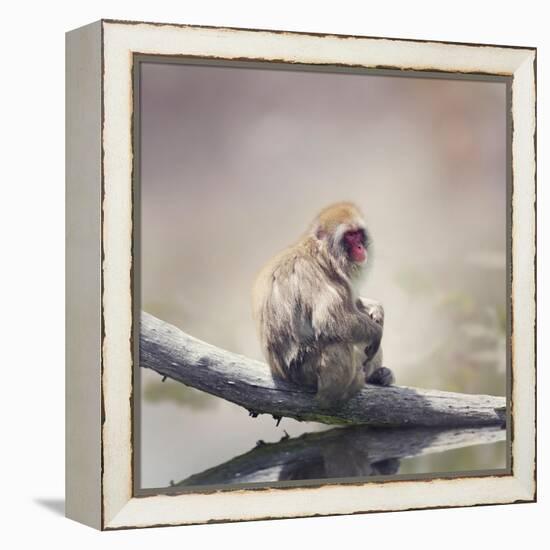 Japanese Macaque on a Log-Svetlana Foote-Framed Premier Image Canvas