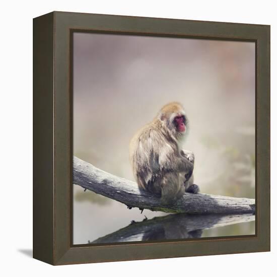 Japanese Macaque on a Log-Svetlana Foote-Framed Premier Image Canvas