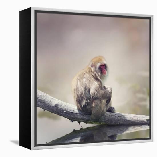 Japanese Macaque on a Log-Svetlana Foote-Framed Premier Image Canvas