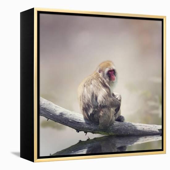 Japanese Macaque on a Log-Svetlana Foote-Framed Premier Image Canvas