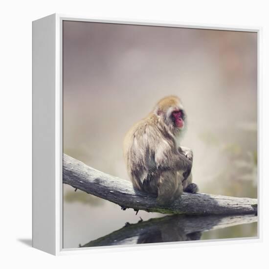 Japanese Macaque on a Log-Svetlana Foote-Framed Premier Image Canvas