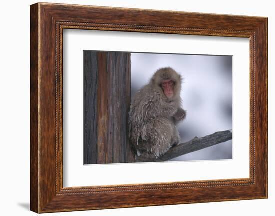 Japanese Macaque on Branch-DLILLC-Framed Photographic Print