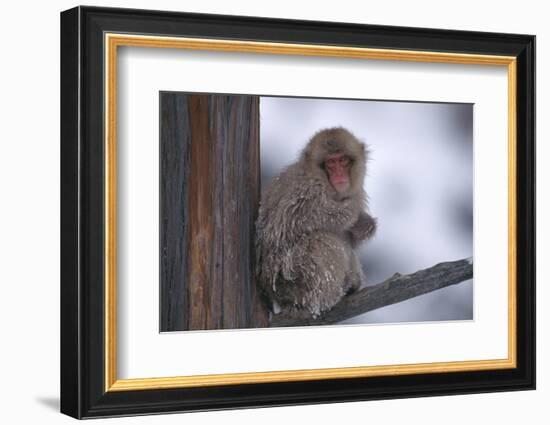 Japanese Macaque on Branch-DLILLC-Framed Photographic Print