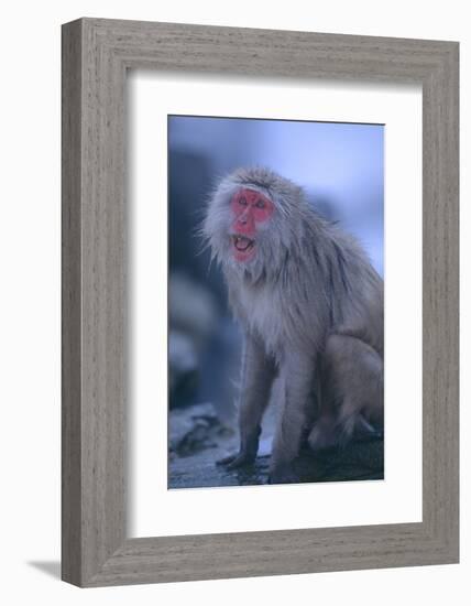 Japanese Macaque on Rock-DLILLC-Framed Photographic Print