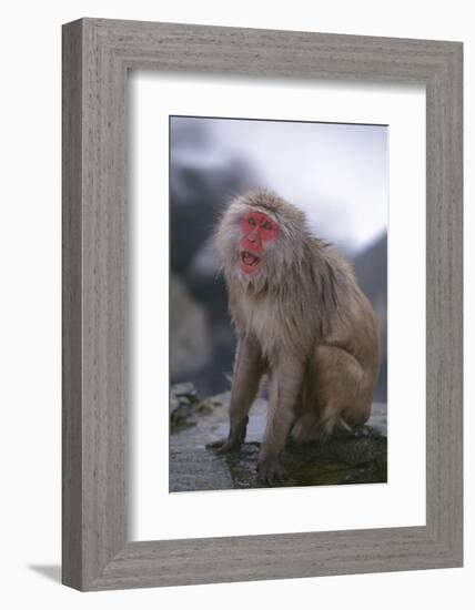 Japanese Macaque on Rock-DLILLC-Framed Photographic Print