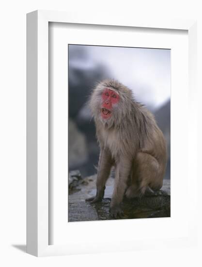 Japanese Macaque on Rock-DLILLC-Framed Photographic Print