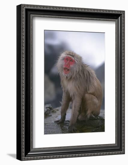 Japanese Macaque on Rock-DLILLC-Framed Photographic Print