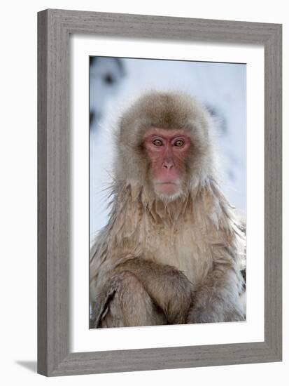 Japanese Macaque Portrait-null-Framed Photographic Print