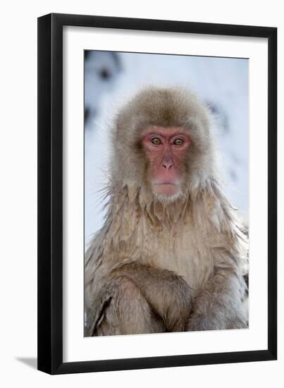 Japanese Macaque Portrait-null-Framed Photographic Print