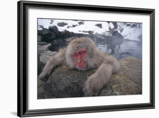 Japanese Macaque Relaxing in Hot Spring-DLILLC-Framed Photographic Print